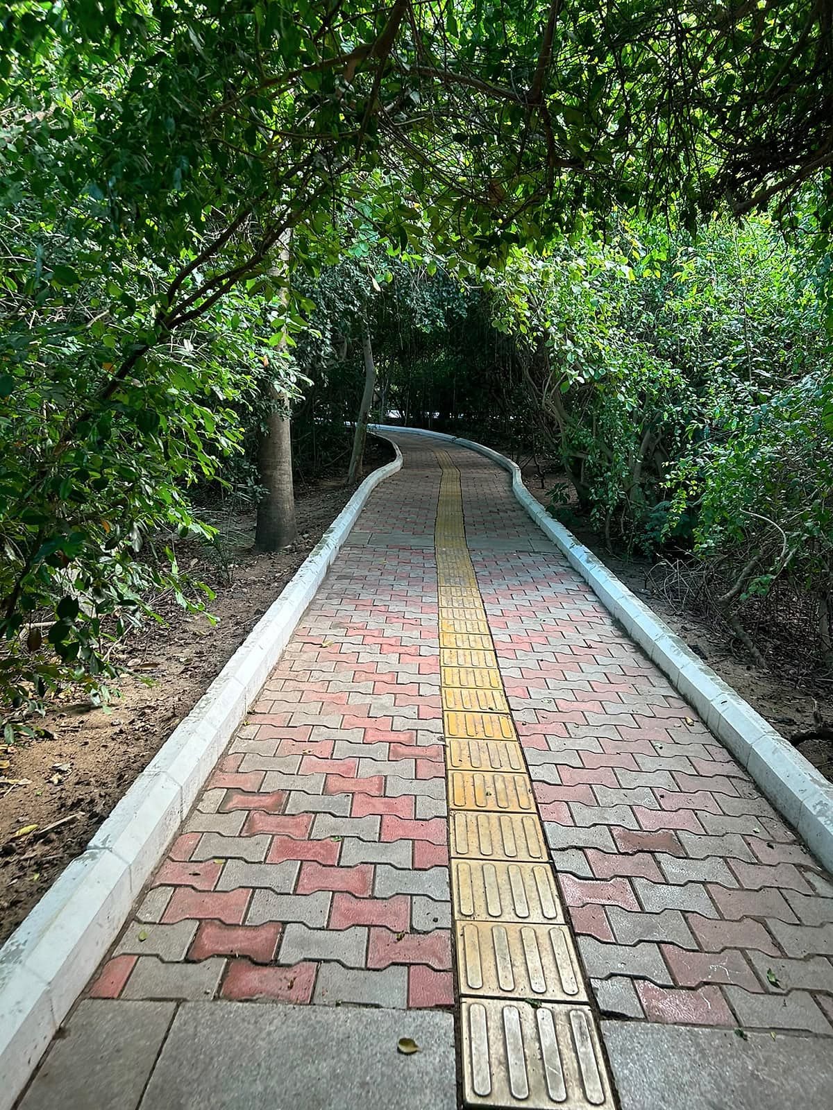A paved path with a yellow tactile strip curving through a tunnel of trees.